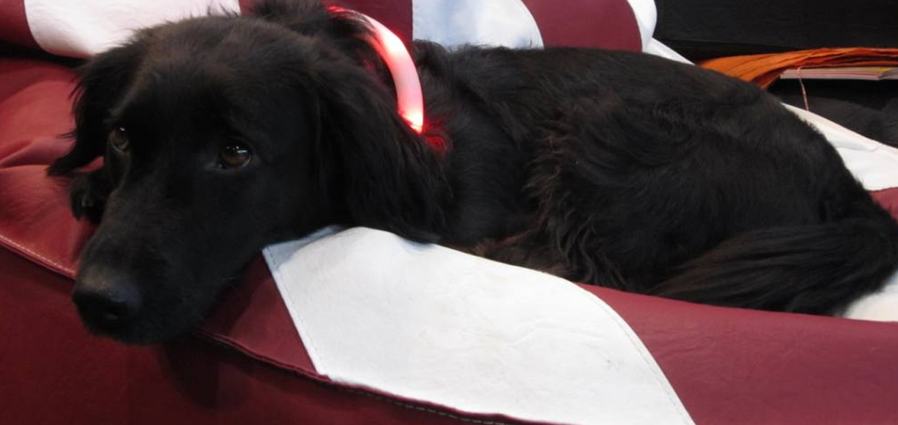 Ridgi Pillow - der Sitzsack für Mensch und Hund