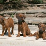 Hundebild von mehreren Ridgebacks Welpen