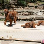 Hundebild von mehreren Ridgebacks Welpen