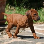 Süßes Hundebild von einem Ridgeback