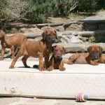 Hundebild von mehreren Ridgebacks Welpen