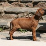 Süßes Hundebild von einem Ridgeback