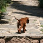 Süßes Hundebild von einem Ridgeback