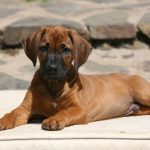 Süßes Hundebild von einem Ridgeback