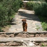 Süßes Hundebild von einem Ridgeback