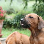 Hundebild von mehreren Ridgebacks Welpen