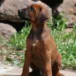 Süßes Hundebild von einem Ridgeback Welpen