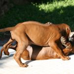 Hundebild von mehreren Ridgebacks Welpen