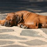 Süßes Hundebild von einem Ridgeback