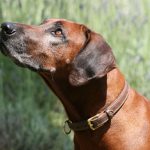 Süßes Hundebild von einem Ridgeback