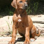 Süßes Hundebild von einem Ridgeback Welpen