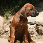 Süßes Hundebild von einem Ridgeback Welpen