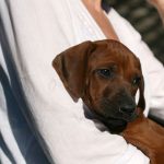 Süßes Hundebild von einem Ridgeback