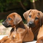 Hundebild von mehreren Ridgebacks Welpen
