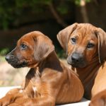 Hundebild von mehreren Ridgebacks Welpen