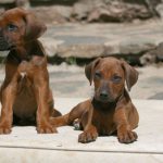 Hundebild von mehreren Ridgebacks Welpen