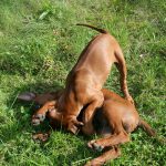 hunde ridgeback