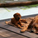 ridgeback familie