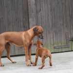 ridgeback mit mutter