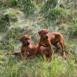 ridgeback nachwuchs