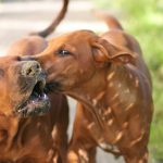 ridgeback rudel nachwuchs