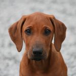 ridgeback welpe