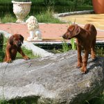 ridgeback welpen spielen