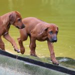 ridgebacks