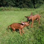 ridgebacks spielen