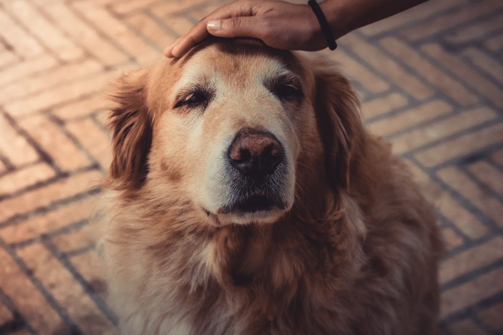 leben mit altem hund