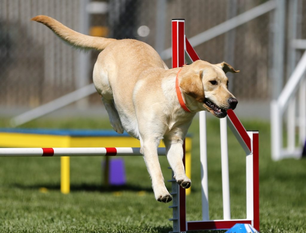 sport mit hund