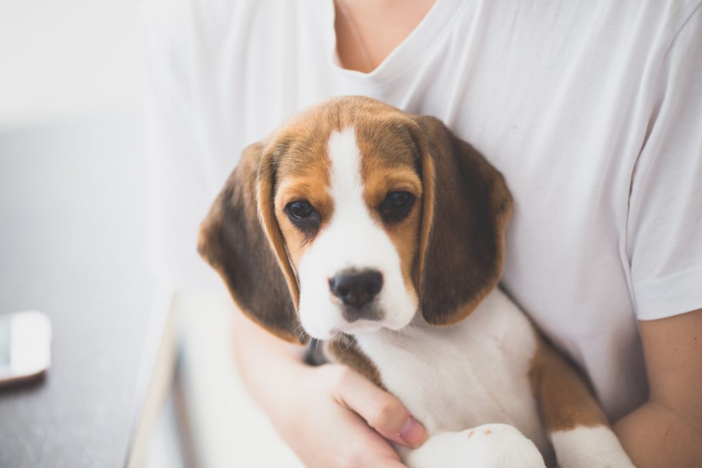 allergien beim hund