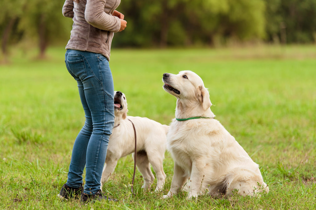 hundetraining