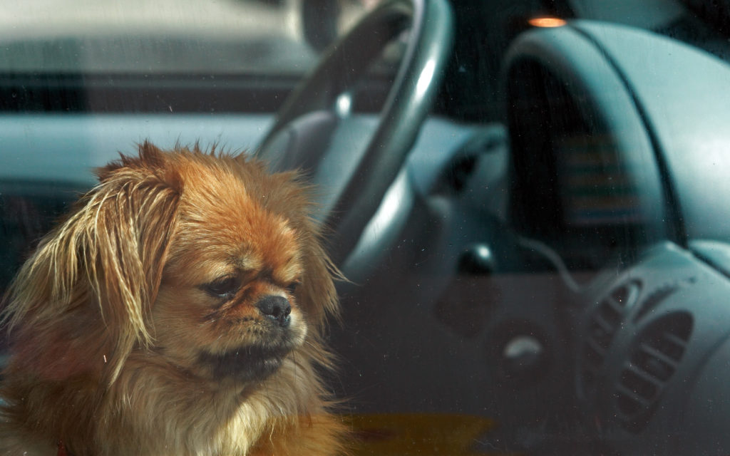 Hunde bei Hitze im Auto lassen