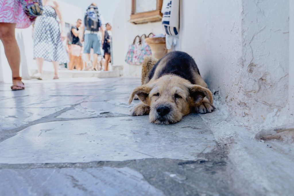 hunde aus dem ausland