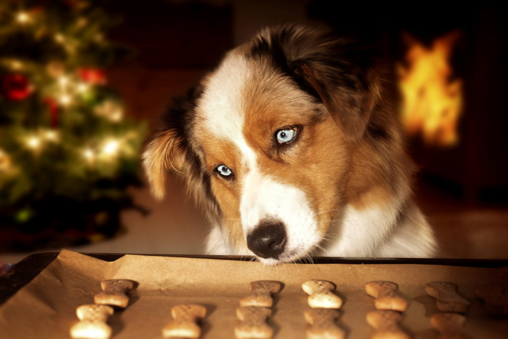 Weihnachtskekse für den Hund