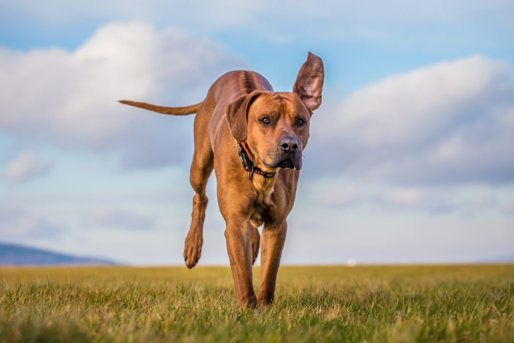 Rhodesian Ridgeback