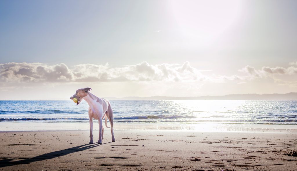 Mit dem Hund in den Urlaub