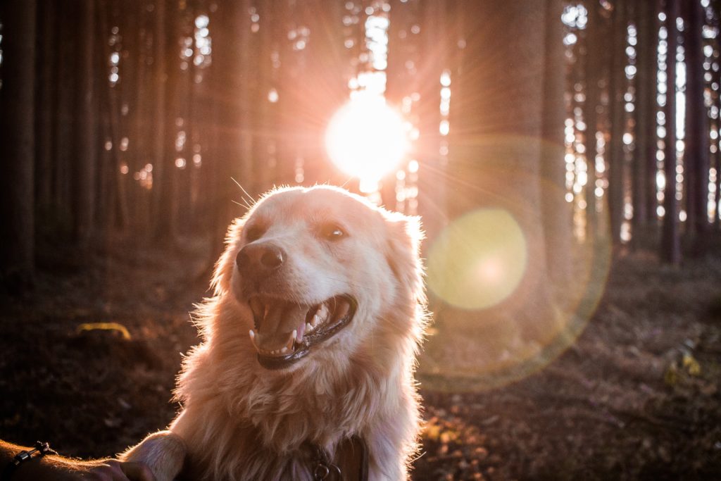 Was Sie beim Radfahren mit Hund beachten sollten