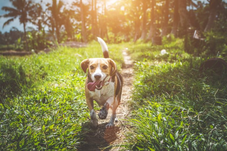 Gelenkschmerzen beim Hund vorbeugen RidgiPad Blog