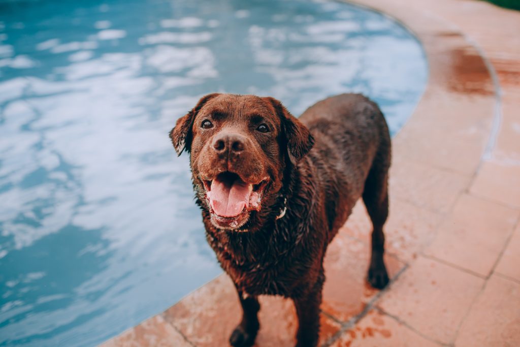 Wie Sie den meisten Badespaß mit Ihrem Hund haben, erfahren Sie in unserem Blog
