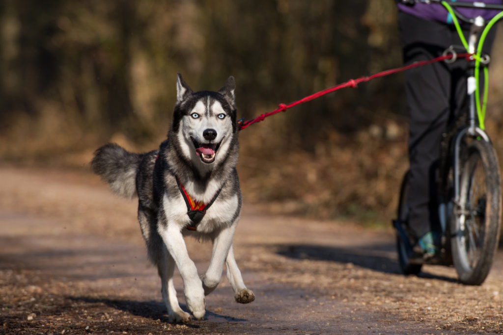 Dogscooting macht Hund und Halter Spaß