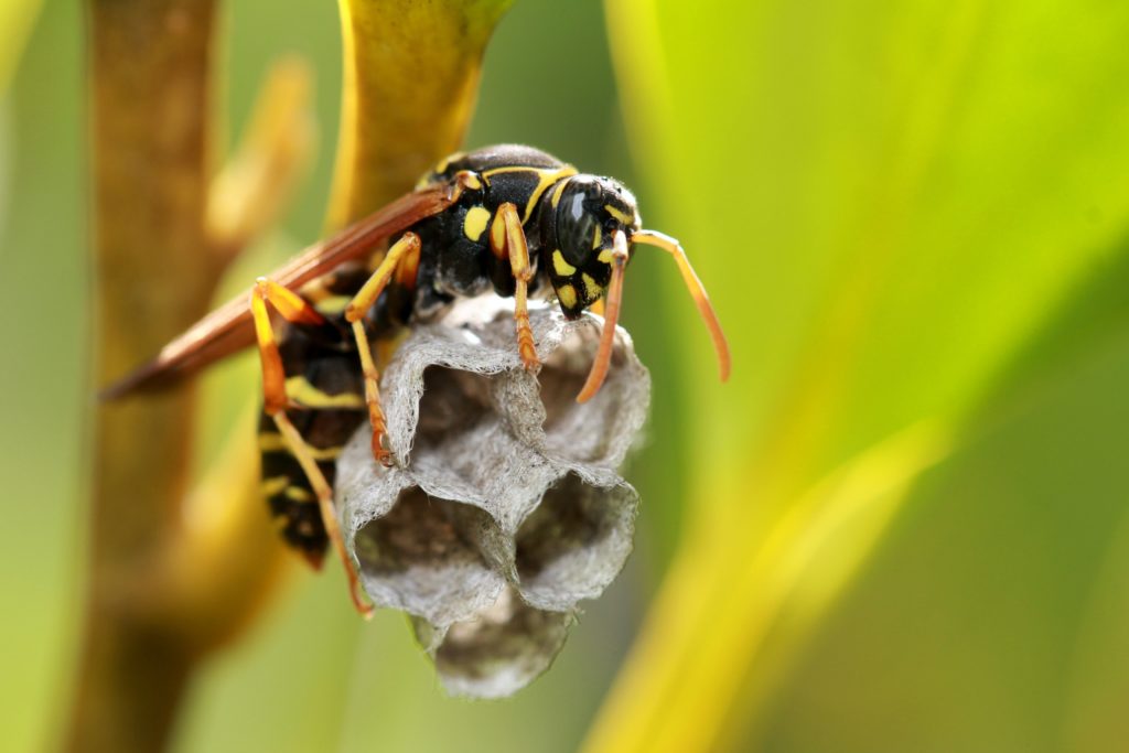 Insektenstiche beim Hund - was Sie beachten sollten