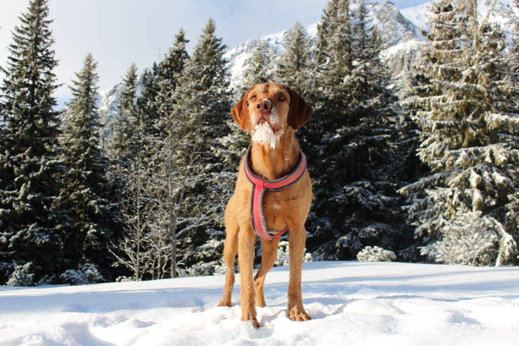 Ridgeback im Winter