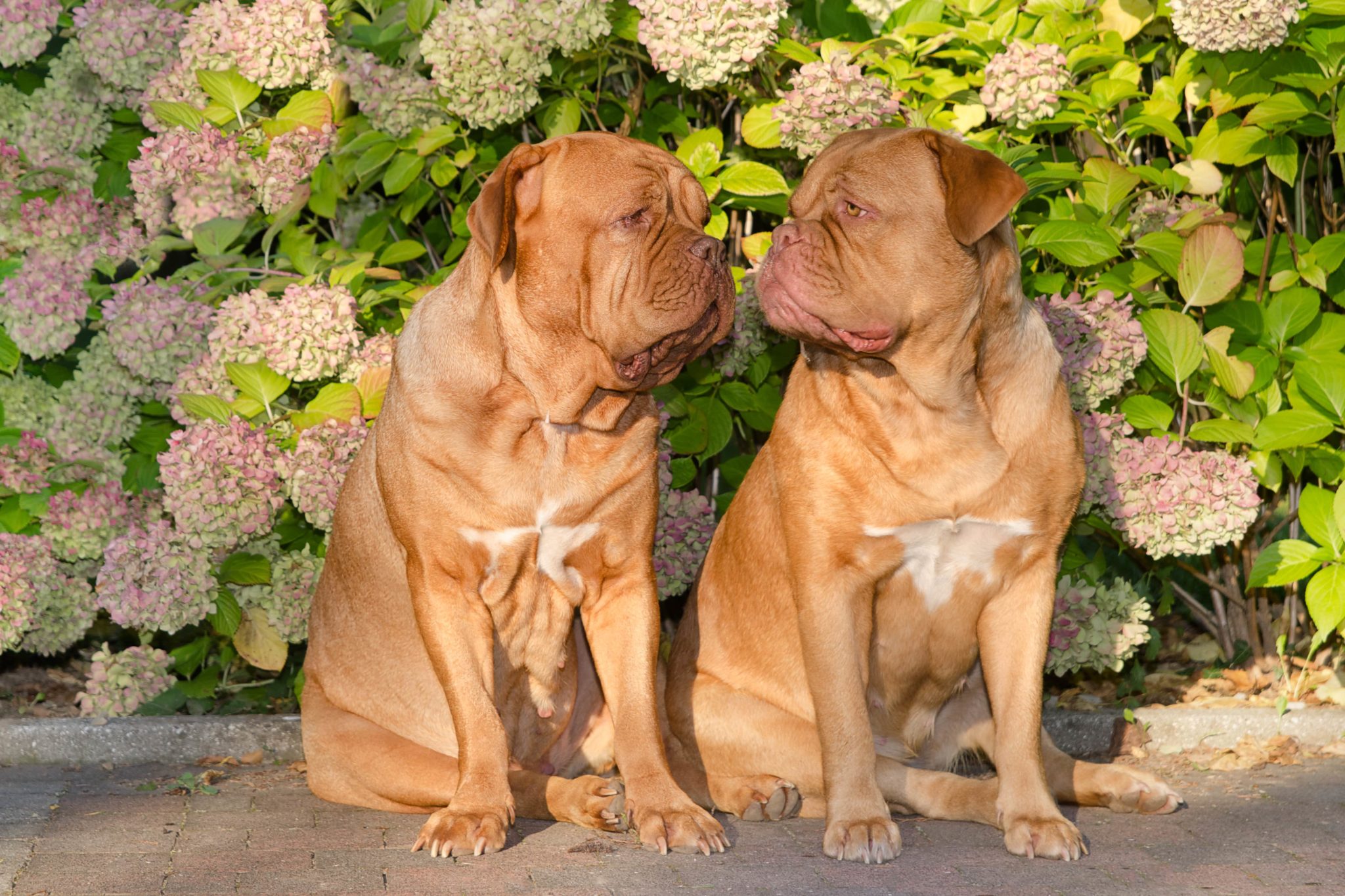 „Das ist mein Herrchen!“ Wenn Ihr Hund nicht teilen will