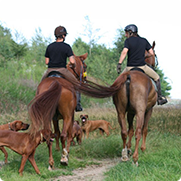 Hund und Pferd