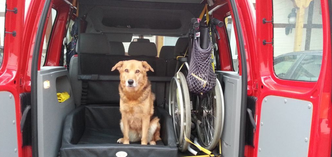 Hunde liegend auf dem Carpad