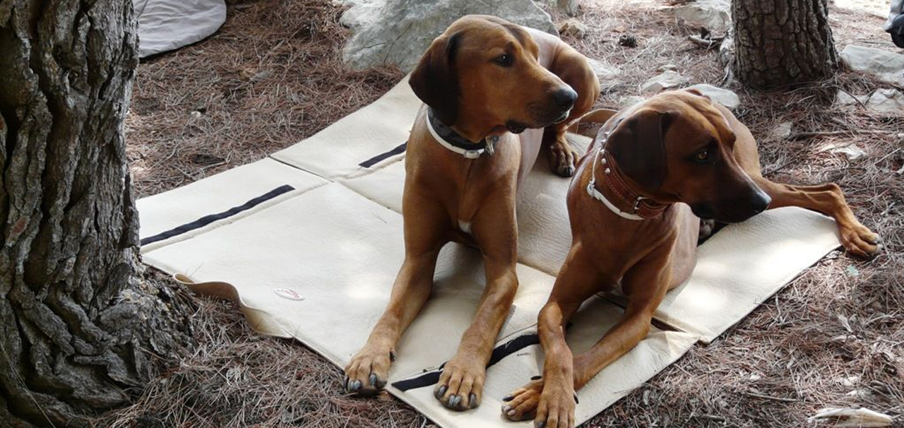 Hunde auf einer Mattendecke