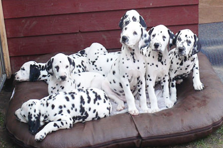 Süße Hunde auf Hundekissen